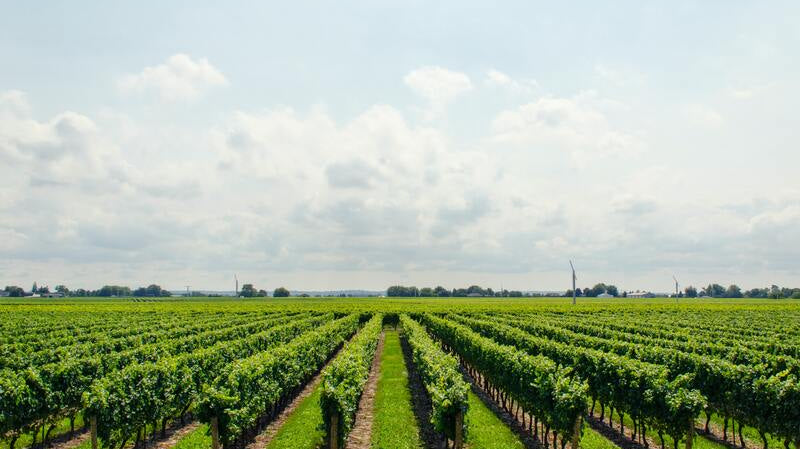 Tips to Plan a Wine Trip featured image