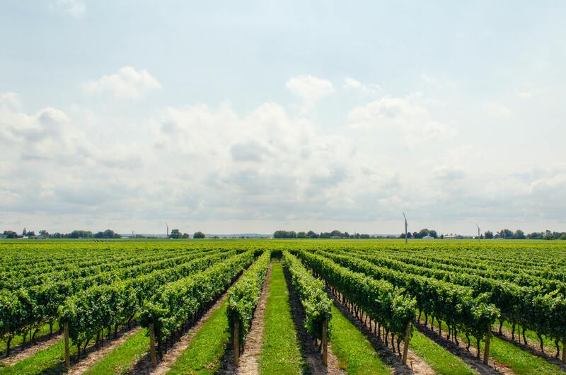 Tips to Plan a Wine Trip featured image